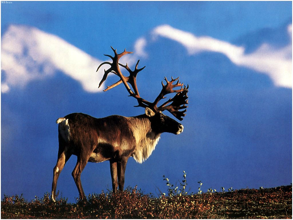 caribou-1.JPG